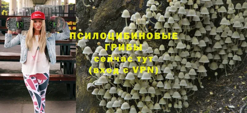 Галлюциногенные грибы Psilocybe  Куртамыш 